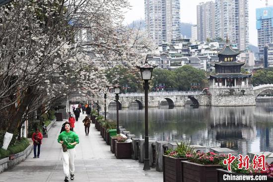 图为2月27日南明河畔盛开的李花吸引不少市民及游客前来踏青赏花。赵松 摄