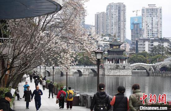 图为2月27日南明河畔盛开的李花吸引市民游客前来踏青赏花。赵松 摄