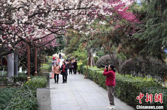 图为2月27日一摄影爱好者正在拍摄竞相绽放的梅花。赵松 摄