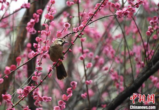 图为2月27日一只小鸟在梅花枝头停留。赵松 摄