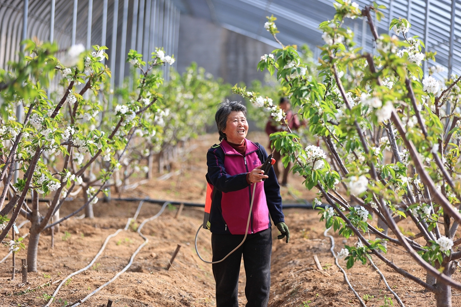 谢湖村樱桃种植大棚内，果农进行人工授粉。司伟摄