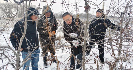 2024年12月8日，西北农林科技大学教授张东（右二）在吉尔吉斯斯坦楚河州的中吉果木良种繁育示范园进行冬季苹果苗木修剪技术培训。新华社发