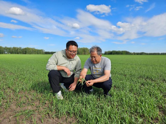   2024年6月19日，西北农林科技大学教授张正茂（右）与学生在哈萨克斯坦北哈州的农业示范园调查小麦生长情况。新华社发