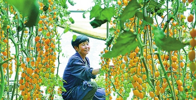 太空丝瓜种植图片