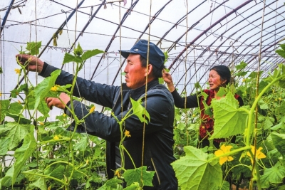 酒泉敦煌农民温室大棚种植蔬菜