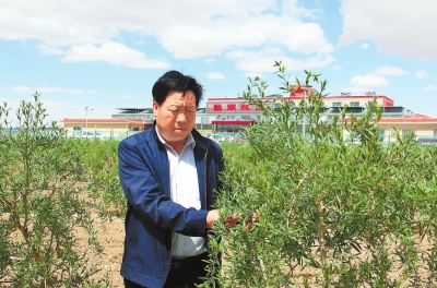 為了讓鄉親們學習枸杞栽植技術,村支部組織30多位農民,北上寧夏中寧實