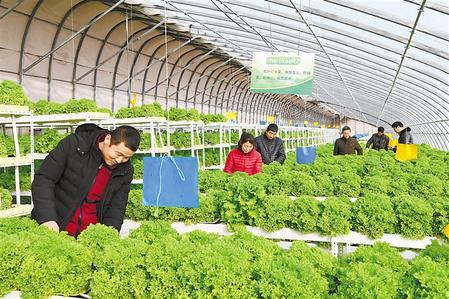 甘肅發展特色產業推動脫貧攻堅銜接鄉村振興報道之一 奏響絲路寒旱