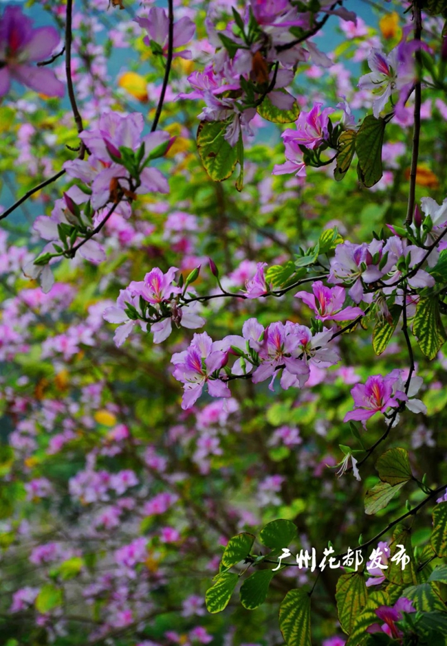 广州紫荆花花期图片