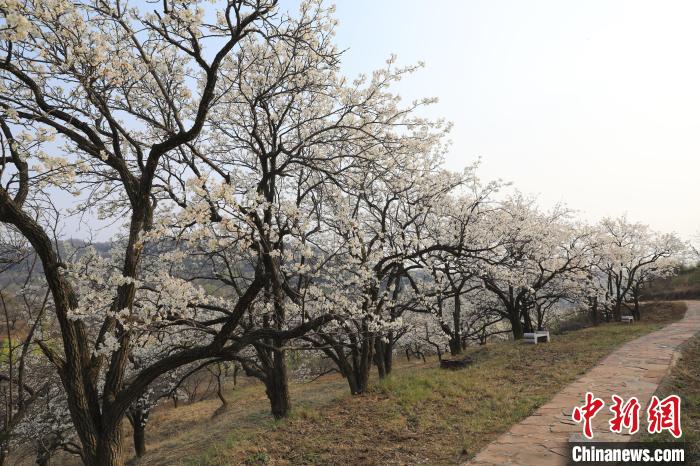 四月芳菲 山西长子梨花绽放白如雪