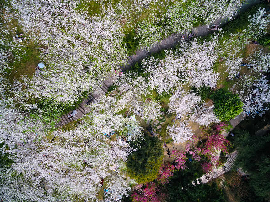 重庆南山植物园樱花绽放,春意正浓王正坤摄