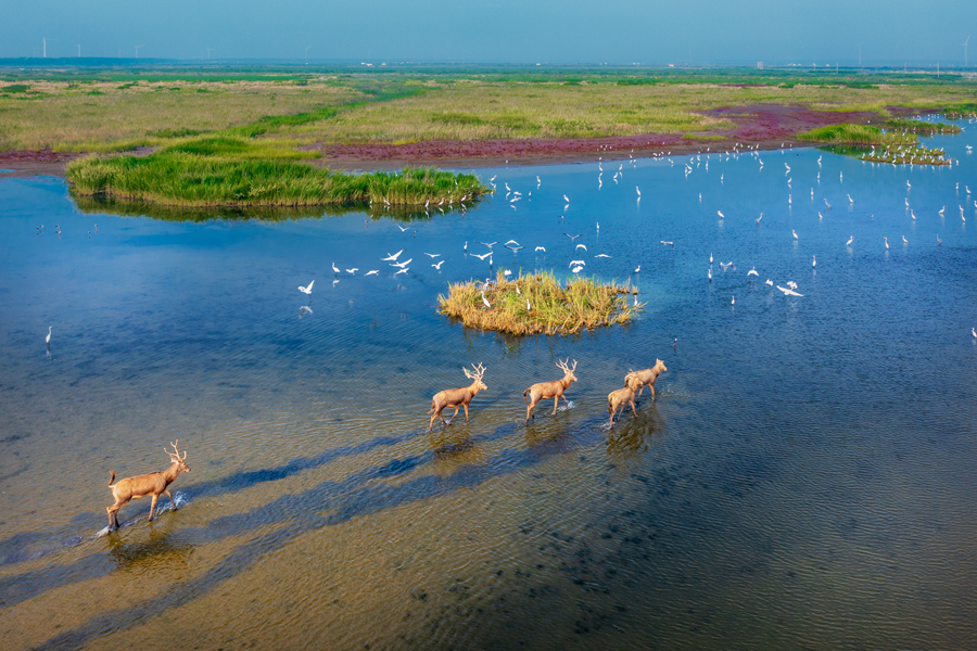 江苏盐城:滨海湿地尽现生物多样性之美