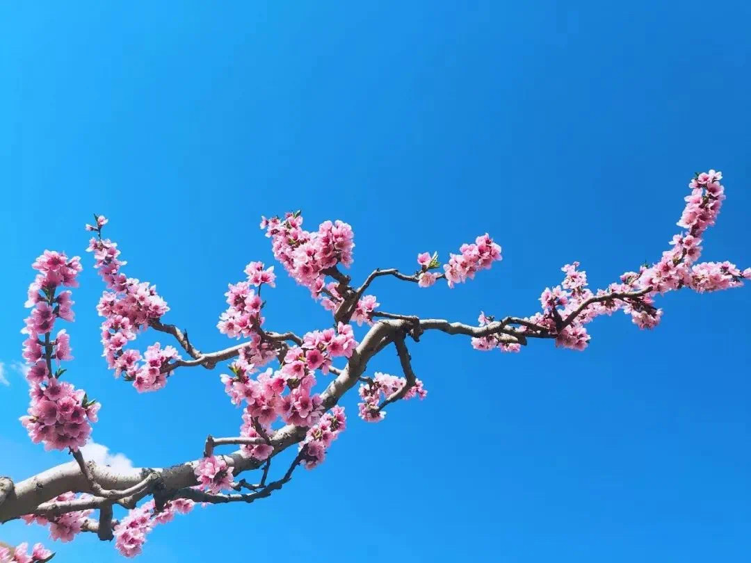枝头上的桃花竞相开放满山桃花粉嫩灼目桃树分布错落有序桃花在阳光下