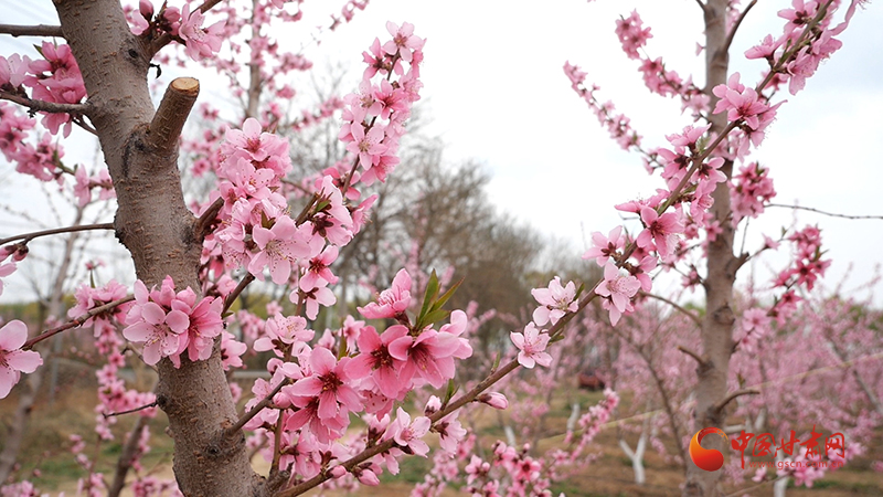 崇信:桃花绽放 催热春日经济