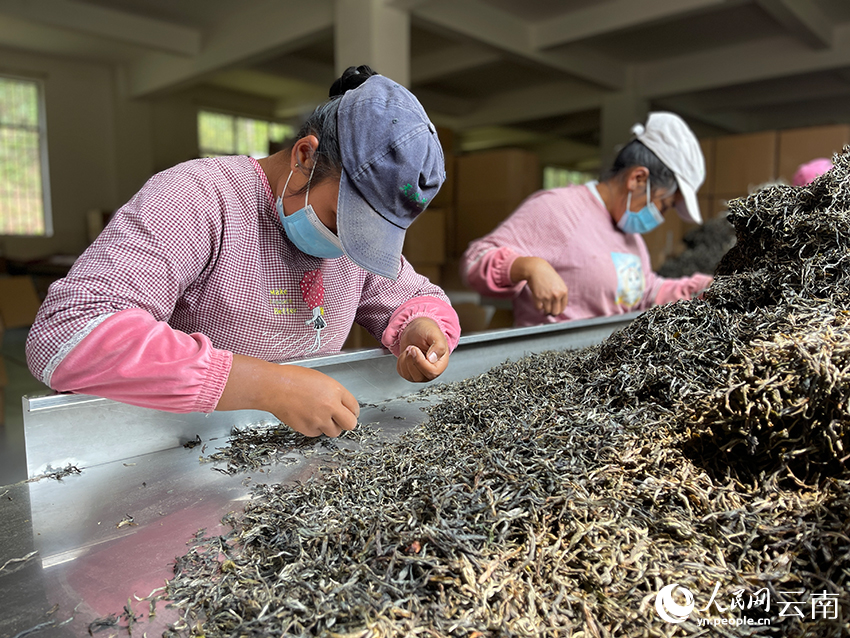 普洱天泽茶业有限责任公司的茶叶生产车间,务工人员正在挑拣茶叶杂质