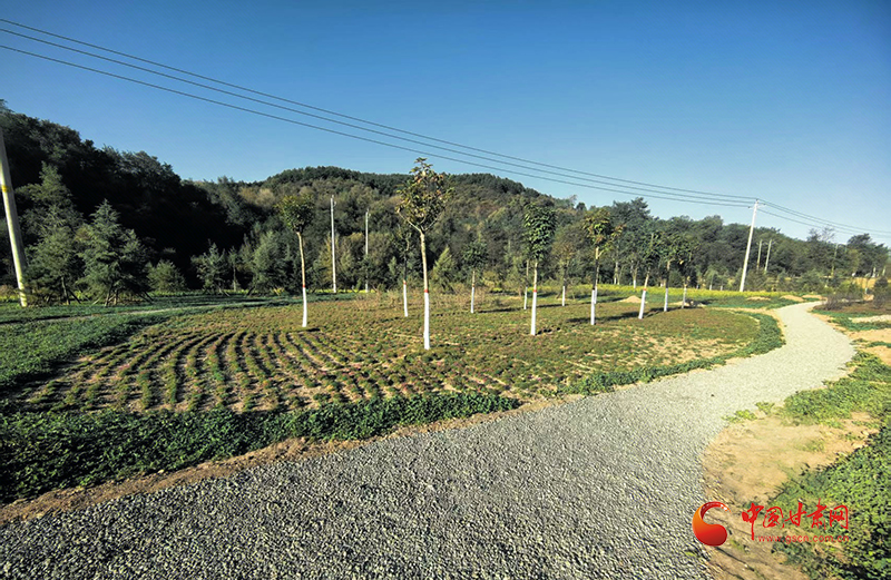 华亭：春织绿意梦 绘就生态景