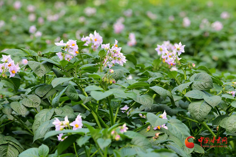 西和：小洋芋打造致富“大产业”